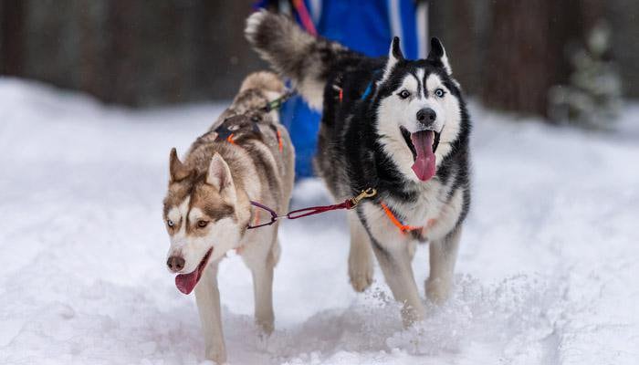 Local Area Guide https://powderridgecabins.icnd-cdn.com/images/thingstodo/Dogsledding.jpg